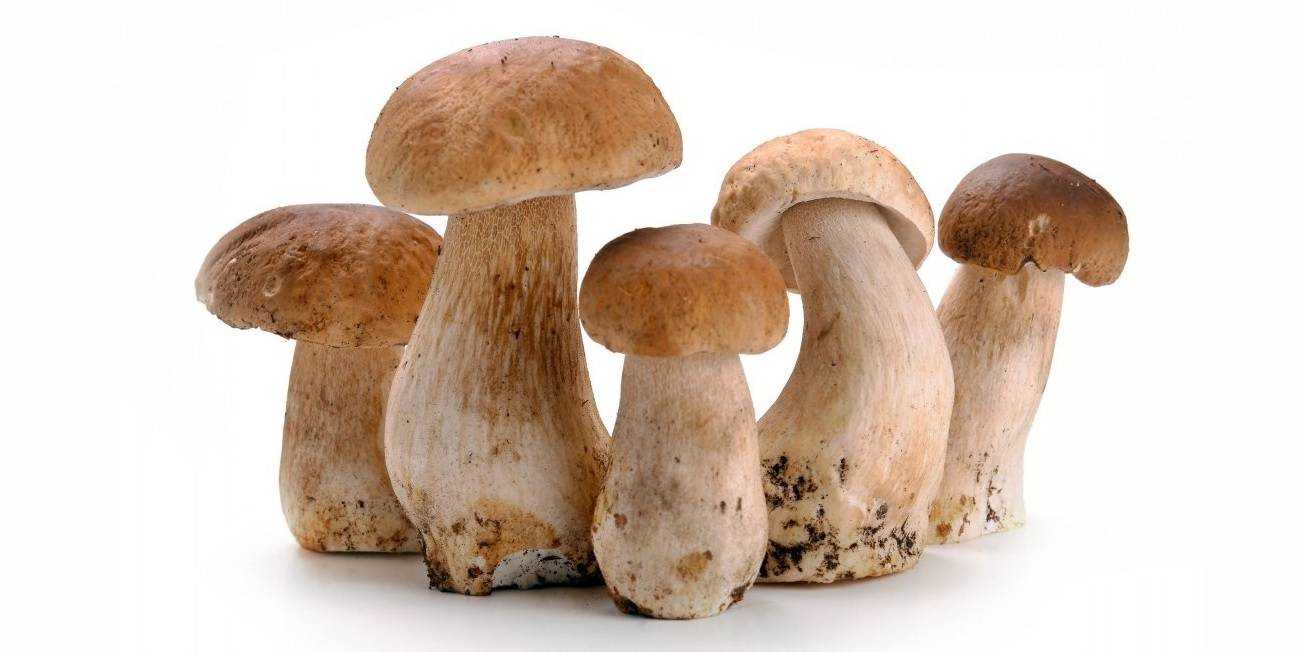 Как отличить гриб волнушку от других грибов: сходства и различия