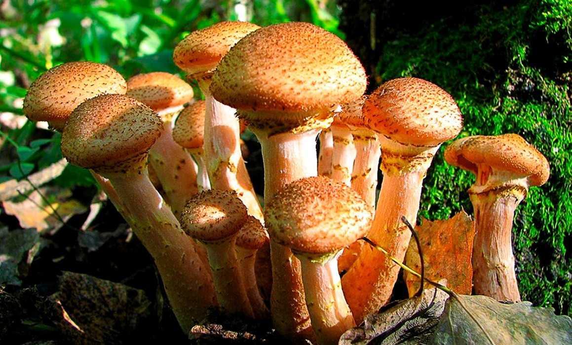 Ксеромфалина загадочная (xeromphalina enigmatica) –  грибы сибири