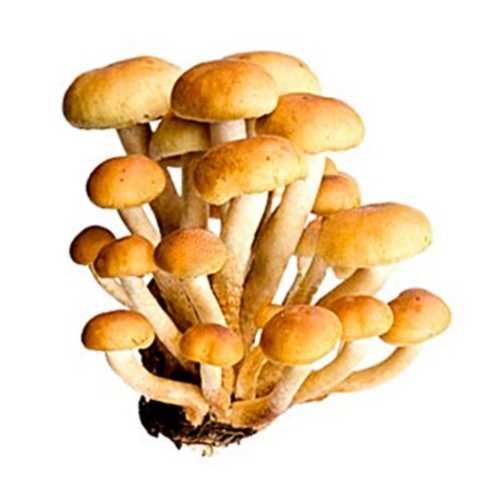 Опята на пеньках, описание. Где растут грибы и когда их собирать. Сколько дней необходимо для роста опят. Как выглядят и где растут пеньковые грибы.