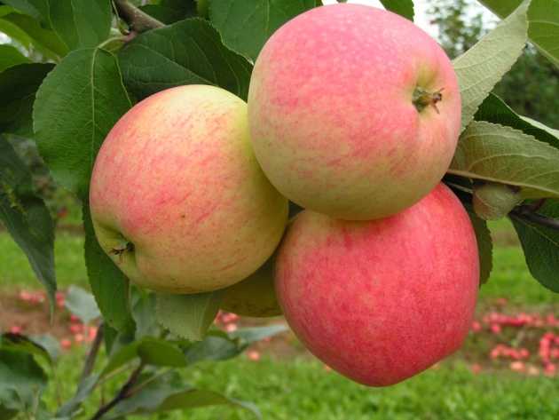 Как посадить яблоню осенью?