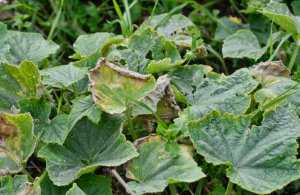 Фунгицид азофос – применение для растений, состав препарата, как правильно разводить, отзывы садоводов