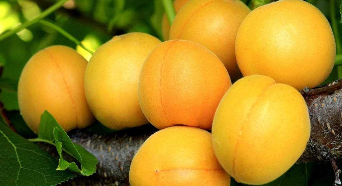 Описание сорта абрикоса триумф северный