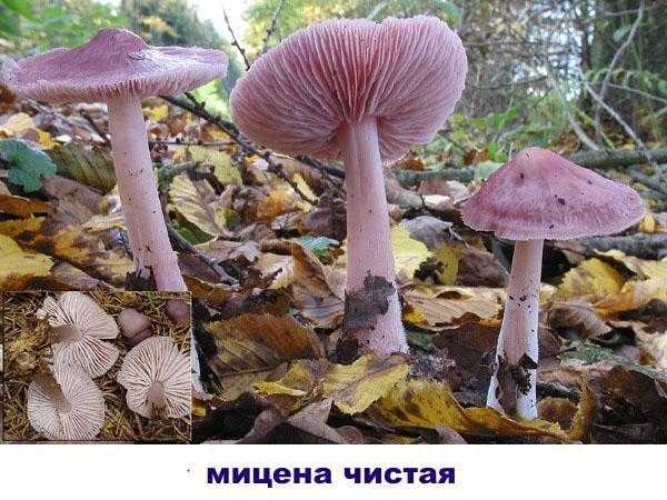 Культивация panaeolus cyanescens и panaeolus tropicalis :: грибы онлайн