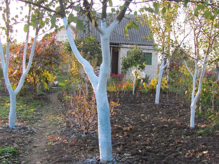 Подготовка плодовых деревьев к зиме осенью: рекомендации, фото, видео