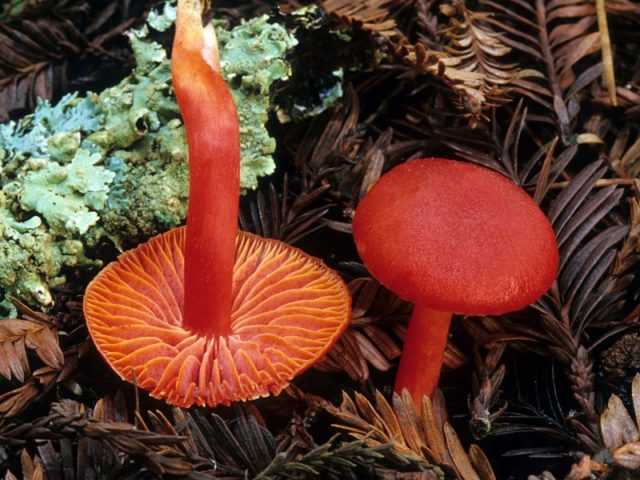 Гигроцибе киноварно-красная. Где растет и распространяется мелкий вид, чем отличается от ядовитых однородных грибов. Съедобность гриба.