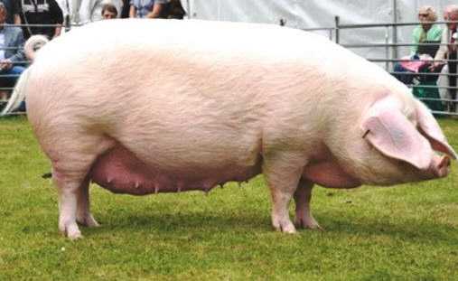 Крупная белая порода свиней: характеристика, фото, видео, отзывы