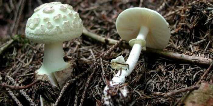 Мухомор весенний - фото и описание гриба