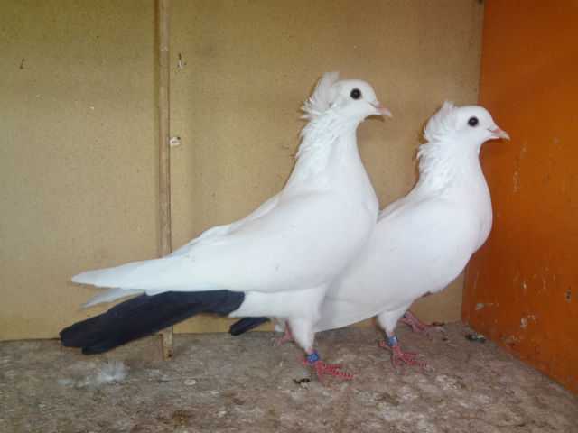 Все о бакинских высоколетных голубях: разновидности, мраморные, белые и зеркальные