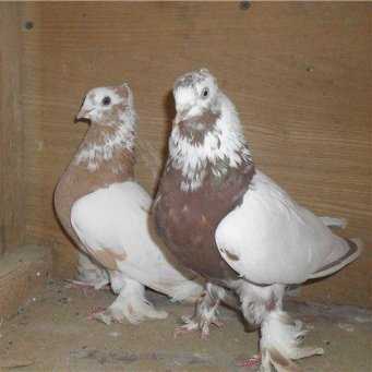 Узбекские голуби: двухчубые казахстана, игровые и бойные
