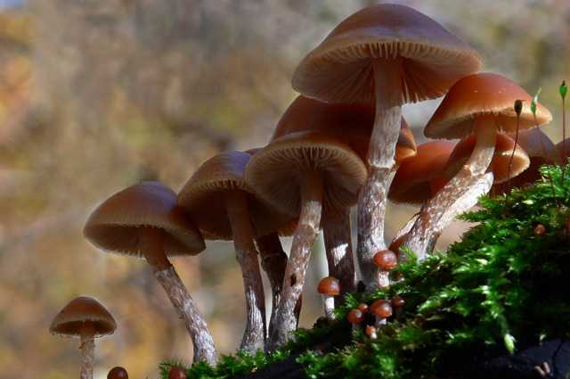 Опенок летний и его опасный двойник: виды, описания, фото, съедобные и несъедобные грибы | tvercult.ru