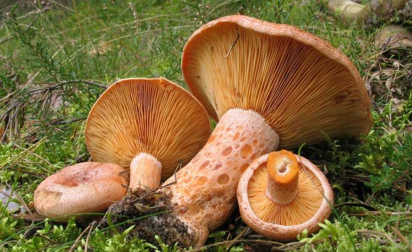Где растут грибы рыжики, как они выглядят на фото, как их варить и какие они имеют свойства