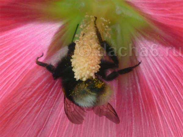 Как привлечь пчел в теплицу и сад для опыления растений и деревьев?