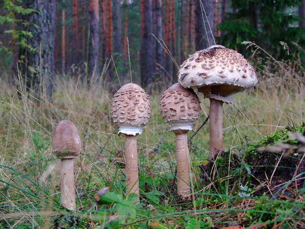 Салат из грибов зонтиков. как готовить грибы-зонтики - оригинальные идеи приготовления блюд на каждый день и на зиму