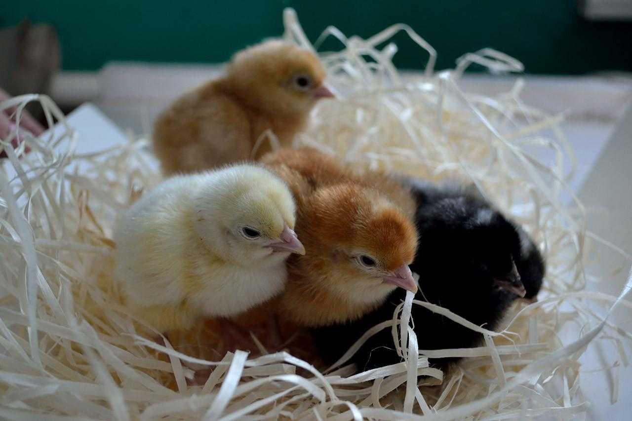 Чем поить цыплят бройлеров с первых дней жизни, чтоб не дохли: антибиотики и витамины