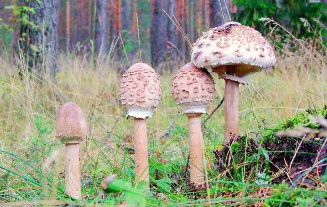 Фото и описание грибов-зонтиков. Где и когда растут, внешние особенности. Описание похожих видов. Ложные двойники и их отличия. Способы сбора и приготовления зонтиков. Лечебные свойства.