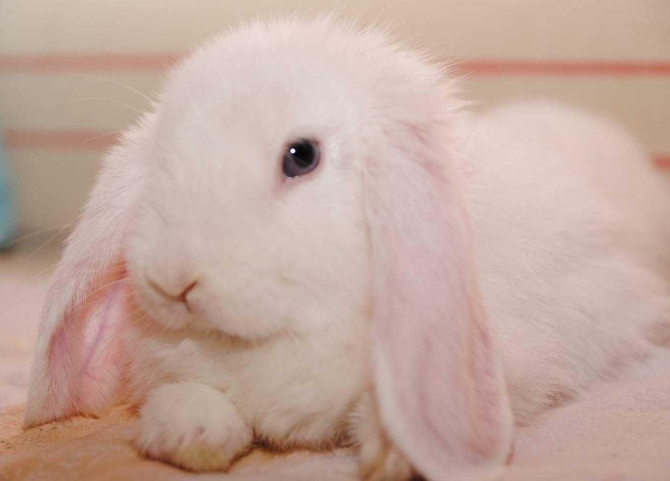 Кролик вислоухий баран: фото, описание породы. Разведение, уход и содержание в домашних условиях.