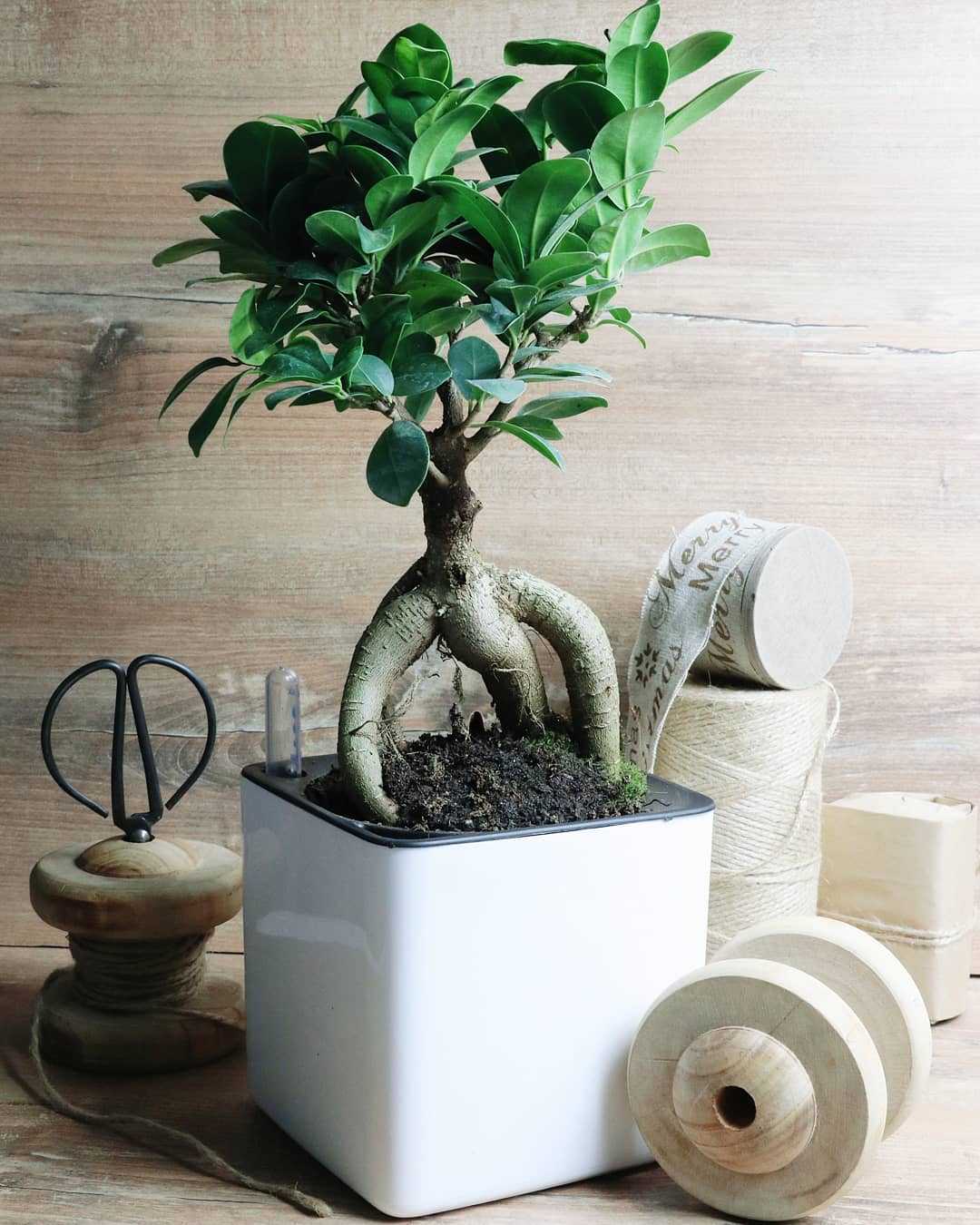 Дерево бонсай – как сделать из обычного растения, вырастить из черенка и семян, правила ухода