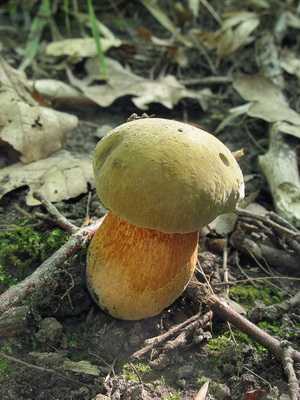 Гриб дубовик съедобный или нет. поддубник (boletus lur />фото и описание гриба поддубника | дачная жизнь