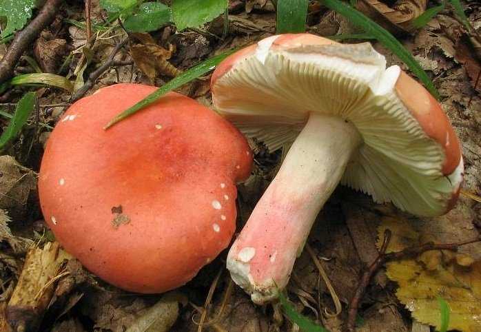 Сыроежка лайковая: описание гриба, где можно встретить лайковую сыроежку, вкусовые качества. Польза и вред гриба. Применение сыроежки лайковой.