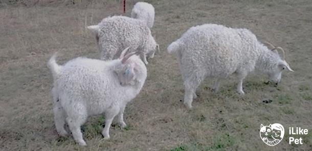 Ангорская порода коз – как получить лучшую шерсть?