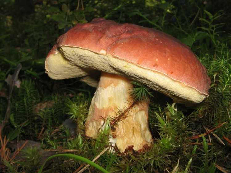 Съедобные грибы: виды, названия, калорийность и полезные свойства | food and health