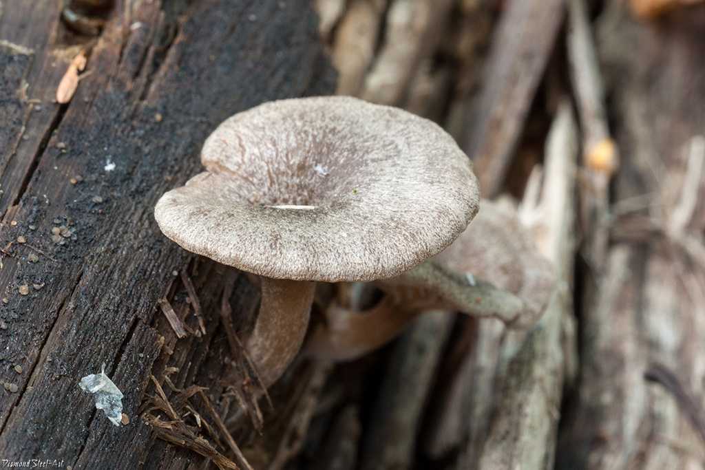 Энтолома весенняя (Розовопластинник весенний): как выглядят грибы, где и как растут, съедобны или нет. Описание двойников с фото.