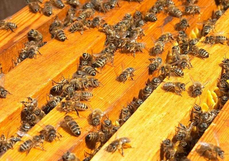 Особенности и преимущества передвижной и кочевой пасеки - пчеловодство | описание, советы, отзывы, фото и видео
