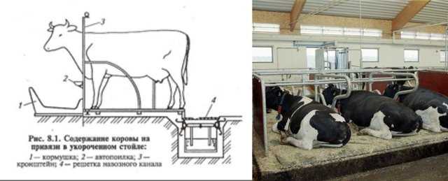 Разведение и содержание коровы (крупный рогатый скот в домашнем хозяйстве)