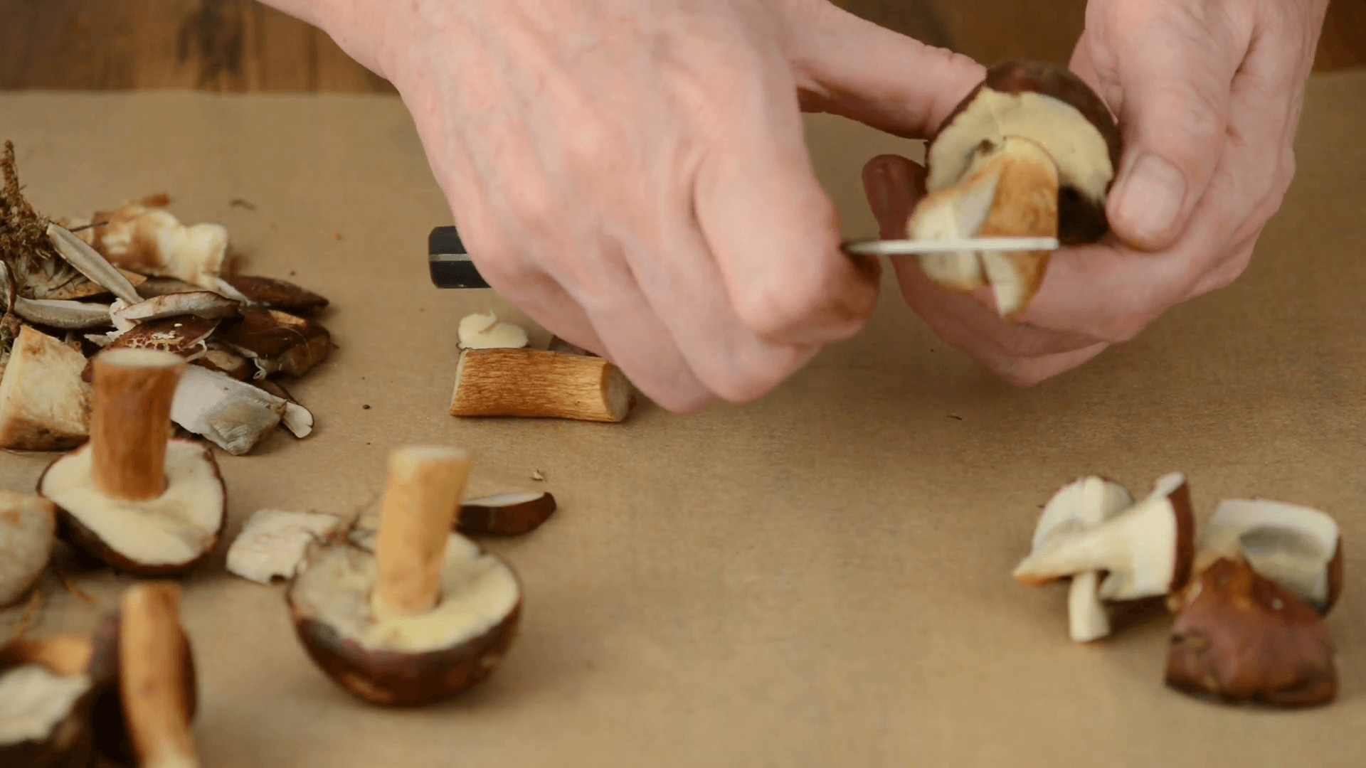 Польский гриб (моховик каштановый): фото и описание деликатеса