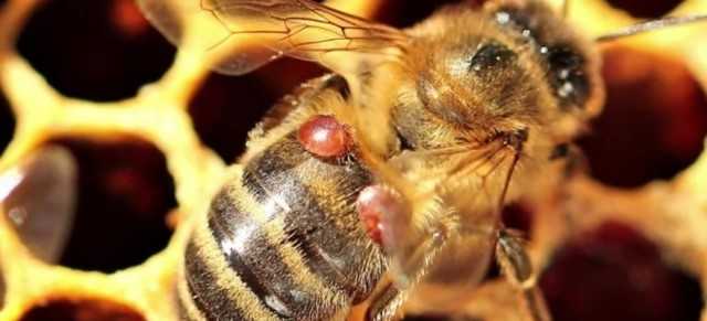 Симптомы пчелиного варроатоза. Пути заражения данным недугом, способы лечения. Химическая и нехимическая обработка пчел. Лечение варроатоза народными средствами. Рекомендации по обработке пчел летом и осенью.