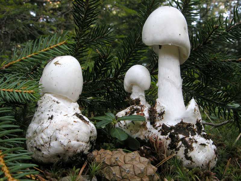 Мухомор вонючий: характеристика и фото гриба. Сведения о месте произрастания. Сходные грибы и их различия. Признаки отравления белой поганкой.