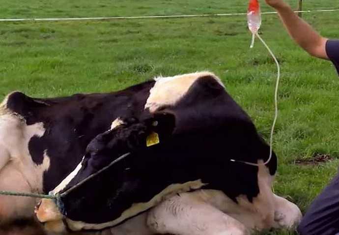 Вирус болезни шмалленберг у коров