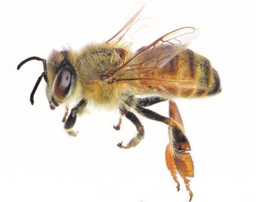 как пчелы переносят пыльцу видео