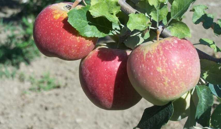 Яблоня флорина: описание и характеристики сорта, правила посадки и ухода
