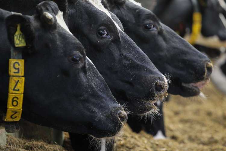 Рассматриваем всевозможные причины сбавления удоя коровы