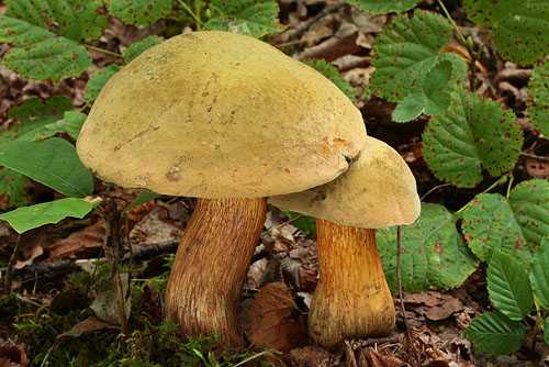 Дубовик крапчатый – гриб с полезными свойствами