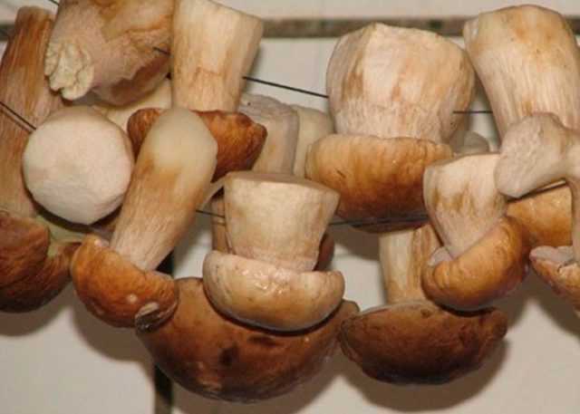 Черви в белых грибах: что делать, как убрать, можно ли есть и сушить червивые грибы
