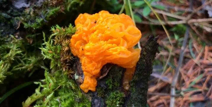 Дрожалка оранжевая (tremella mesenterica): описание и фото