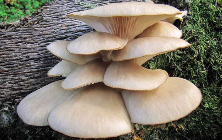 Польза и вред грибов вешенок, калорийность, состав, полезные свойства и противопоказания