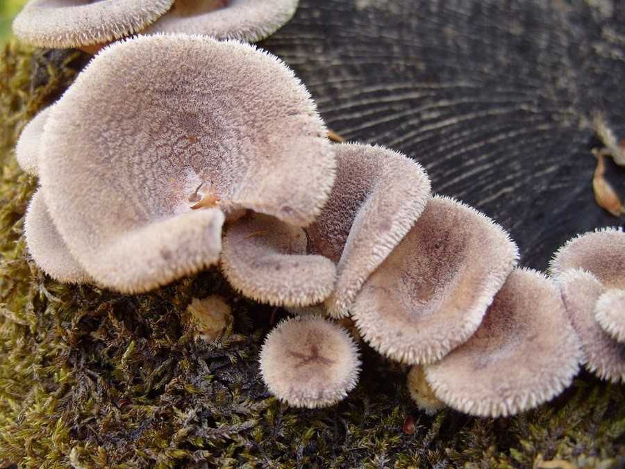 Панус уховидный (пилолистник уховидный, panus conchatus): как выглядит, где и как растет, съедобный или нет