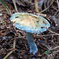 Строфария сине-зеленая: описание, фото, съедобность гриба | лесная кладовая