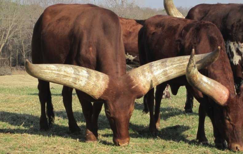 Дикий бык ватусси (анколе-ватуси): описание, фото, где обитает, чем питается