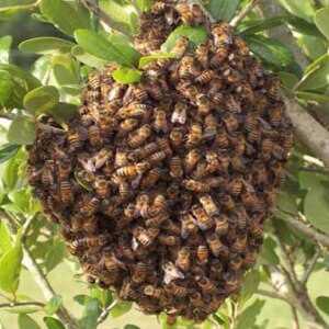 Когда пчелы роятся: в каком месяце и причины роения