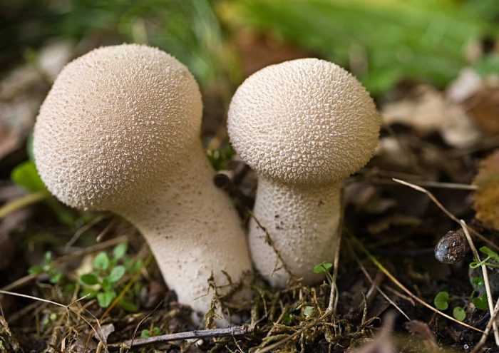 Гриб дождевик — съедобный или нет: виды, описание с фото, лечебные и полезные свойства, рецепты приготовления блюд из молодых грибов дождевиков