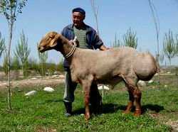 Описание и характеристики гиссарской породы овец