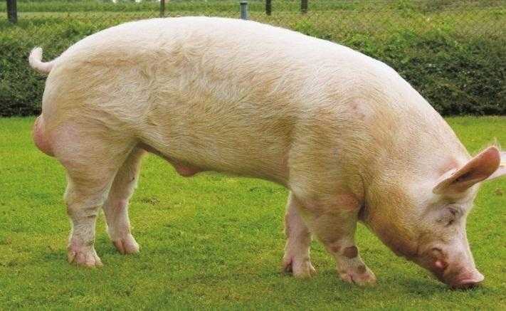 Породы свиней: домашние крликовые и для разведения, самые крупные, классификации - по продуктивности, какие быстро растут, свиноводство в россии