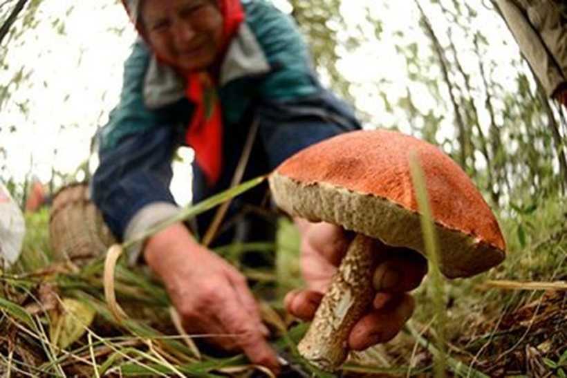 Белые грибы: польза и вред для организма человека, есть ли влияние на самом деле