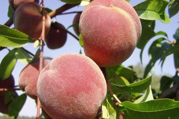 Персик: как выглядит, как и где растет и как цветет, сколько лет плодоносит персиковое дерево