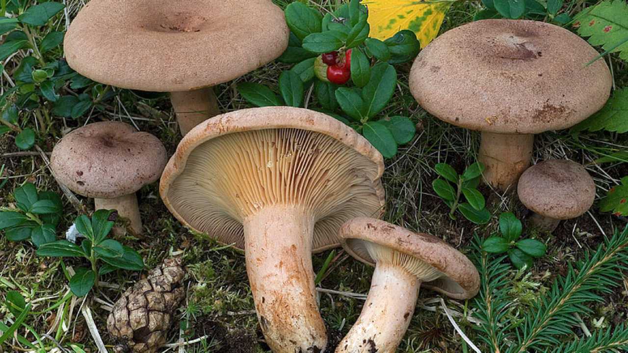 Ежевик гребенчатый: где произрастает и можно ли употреблять его в пищу - грибы собираем
