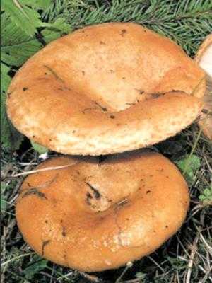 «солнечные» рыжики: польза и вред, лечебные свойства грибов